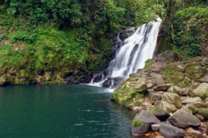 De los delitos de daños en los recursos naturales y el ecocidio en Colombia, como una llamada urgente a la acción.